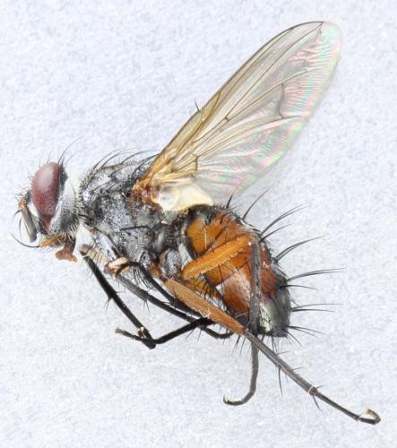 Mintho rufiventris